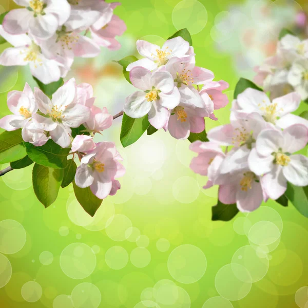 Hermosas flores de manzano. Fondo floreciente de primavera. Youn. — Foto de Stock