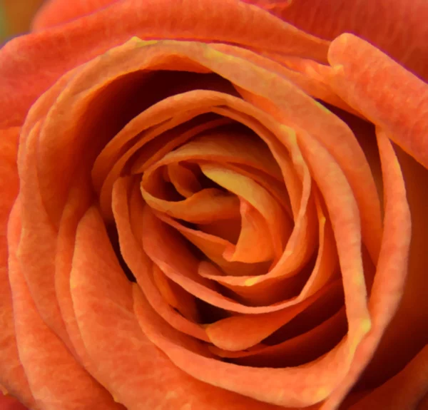 Beautiful orange rose. close-up. drawing.