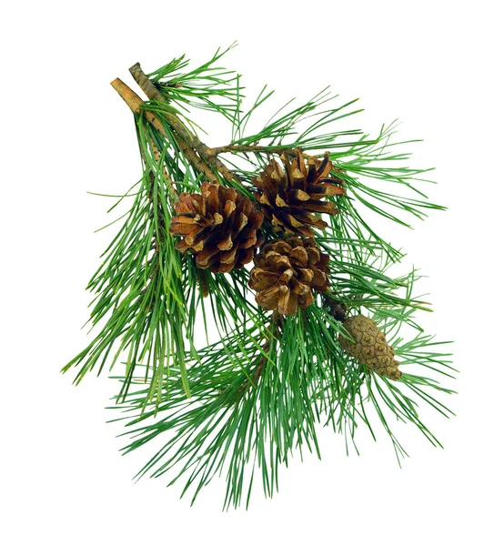 Pine branches with cones, isolated without shadow. — Stock Photo, Image