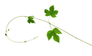 Atlama gölge izole genç yaprakları ile Şubesi.