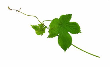 Genç sürgünler ve atlama bırakır. İzole. Yakın çekim.