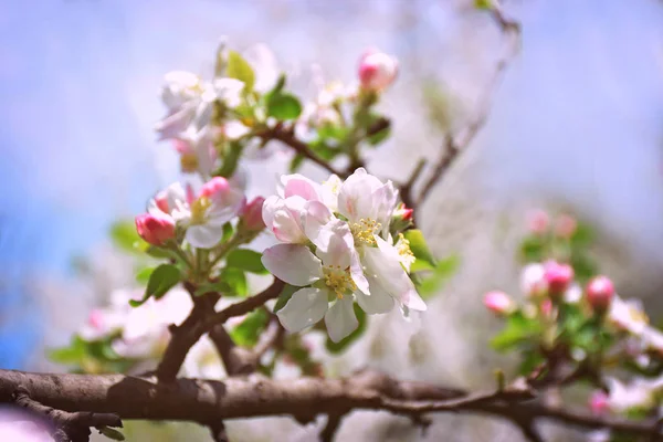 Apple blossom close-up. Spring. Dawn. A new beginning. — Stock Photo, Image