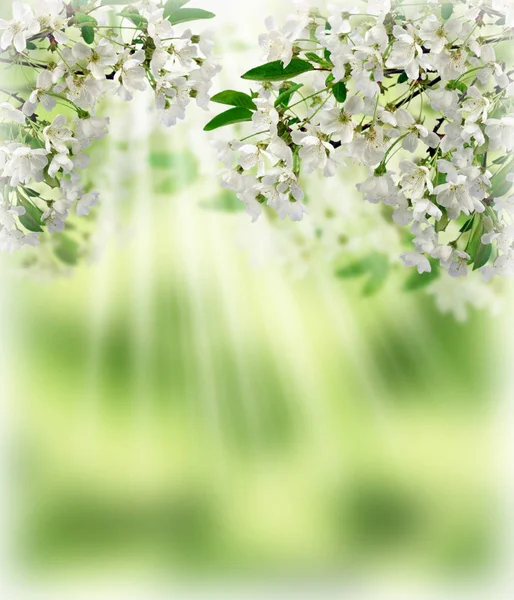 Blühende Kirsche. Frühling im Obstgarten. Bäume im Sonnenlicht. — Stockfoto