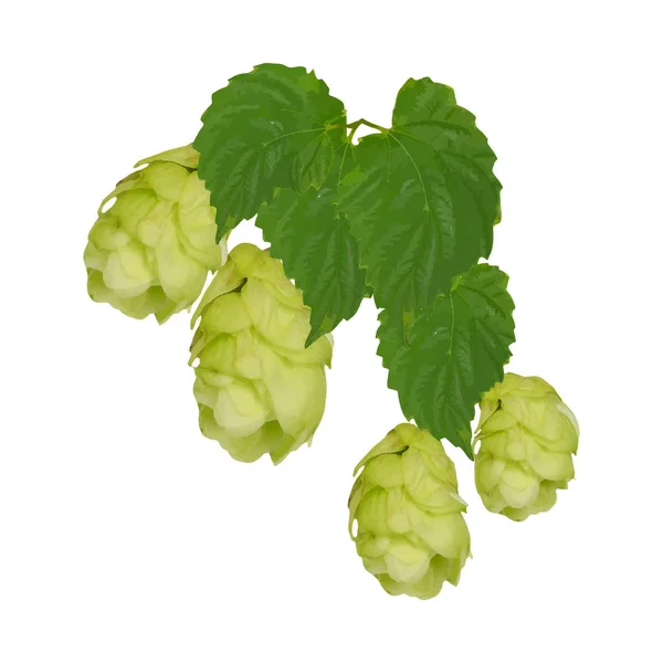 Branch of hop leaves.  Isolate without shadow. Drawing — Stock Photo, Image