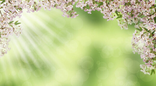 Lovely season. The branches of the cherry blossoms on blurred natural background. The sun's rays and bokeh.