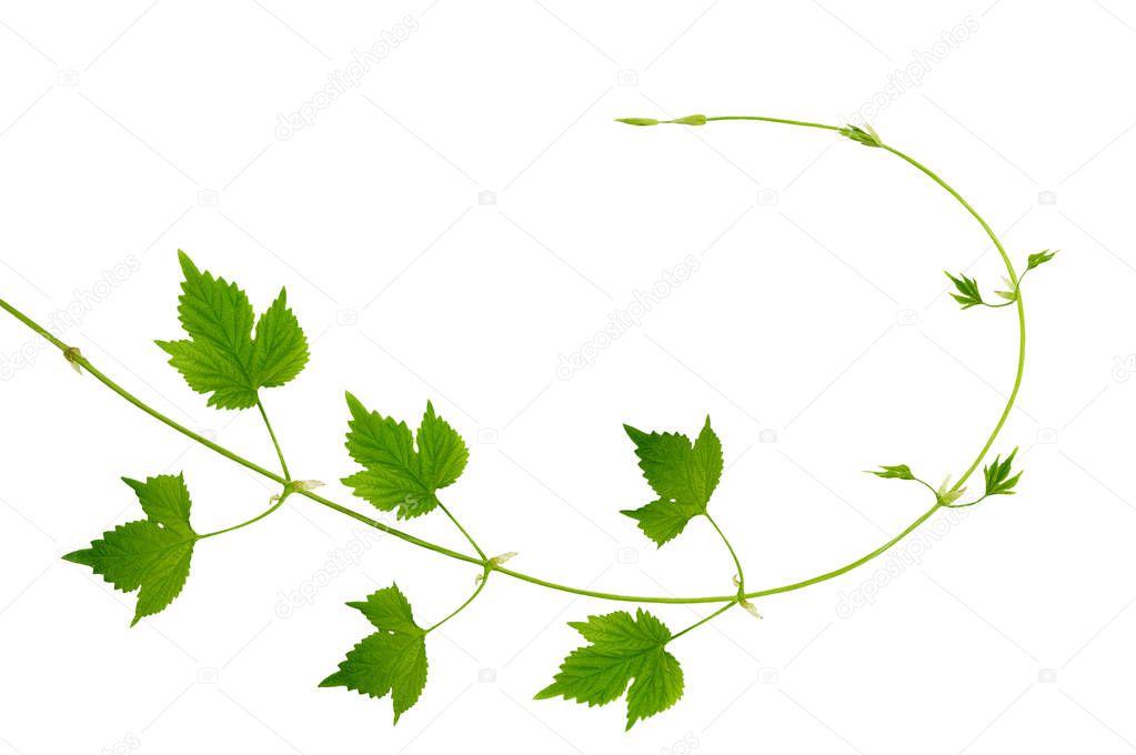 The branch of hops with young leaves and buds/ isolated /