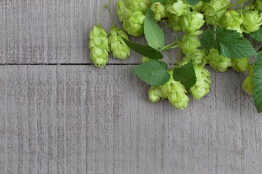  Yeşil olgun hop külah. Bira üretim madde.
