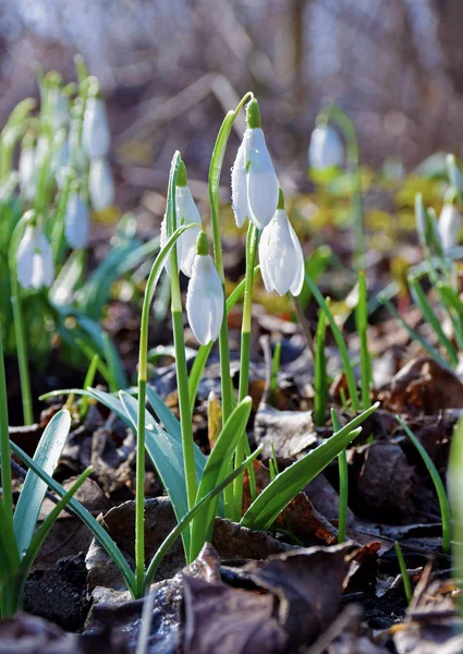 Snowdrops στο δάσος. Το πρωί. Την άνοιξη. Γκρο πλαν. — Φωτογραφία Αρχείου