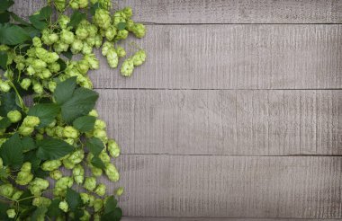 Taze kokulu külah ahşap kurullarında şerbetçiotu. R bir arka plan