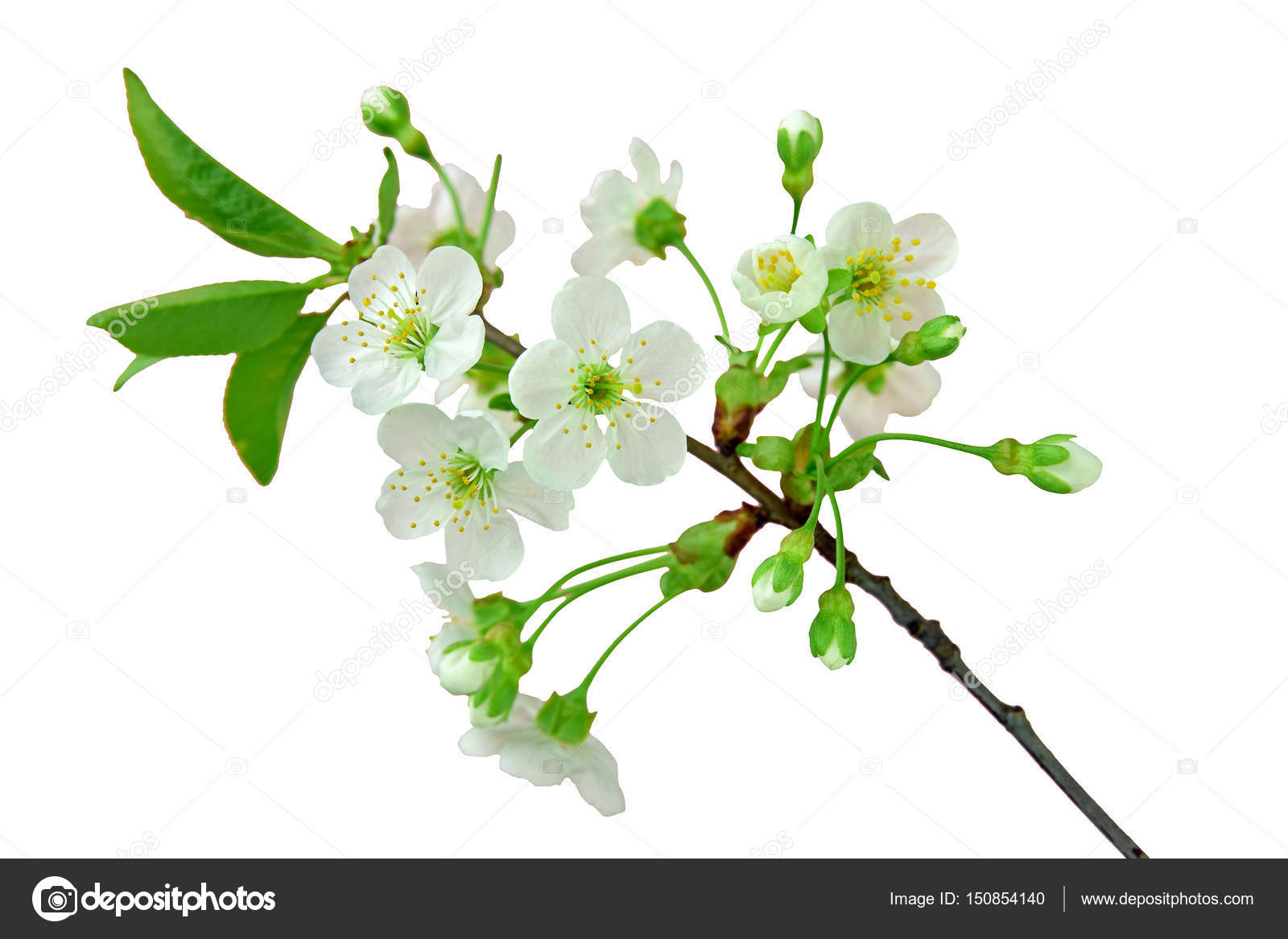 Cherry Blossoms Isolated Without A Shadow Stock Photo