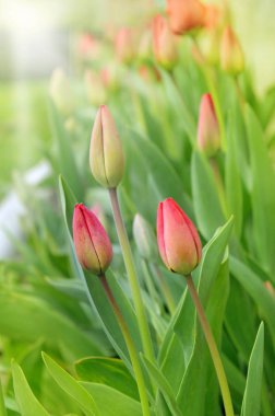 Hassas kırmızı lale güneş ışığı altında. Bahar. Kartı.