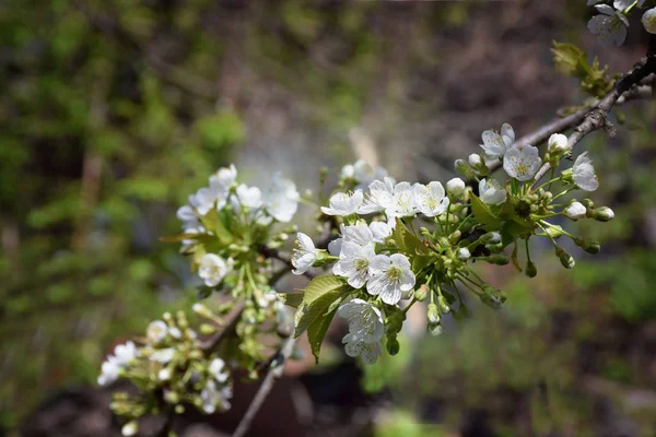 Cseresznye virágok a kertben. Tavaszi virágzás háttér. — Stock Fotó