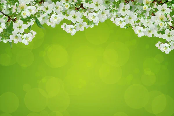 Cereza floreciente. Fondo brillante . — Foto de Stock