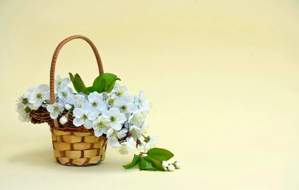 Cherry flowers in a decorative small basket. Spring background. — Stock Photo, Image