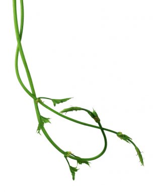 Atlama yaprakları ile genç Şubesi. İzole. Bahar. Bira.