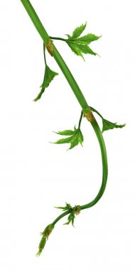 Yeşil atlama gölge izole yapraklarla Şubesi