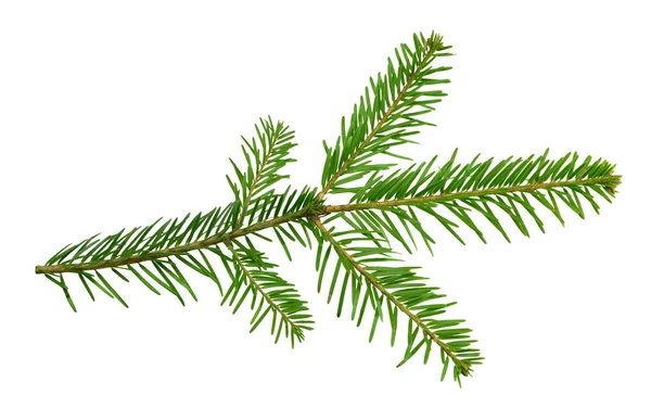 Branch of a fir-tree, isolated on a white background without a s — Stock Photo, Image