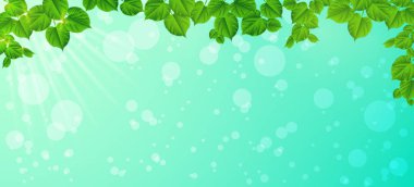 Bir bahar sabahı tazelik. Yakın çekim yaprak. Doğal backgrou