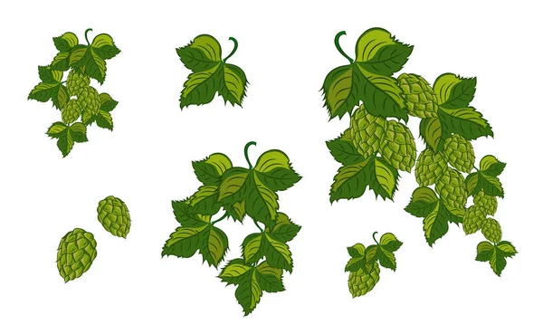 Set; Garland of hops with leaves and cones, isolated. Vector illustration. — Stock Vector