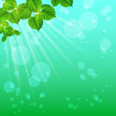 Gündoğumu ışınları ve bitki örtüsü kızdırma. Doğa arka plan. Spri