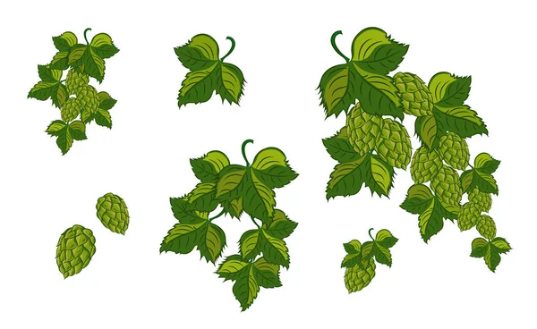 Set; Garland of hops with leaves and cones, isolated. Vector ill — Stock Photo, Image