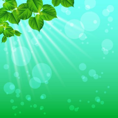 Gündoğumu ışınları ve bitki örtüsü kızdırma. Doğa arka plan. Spri