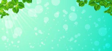 Bir bahar sabahı tazelik. Yakın çekim yaprak. Doğal backgrou