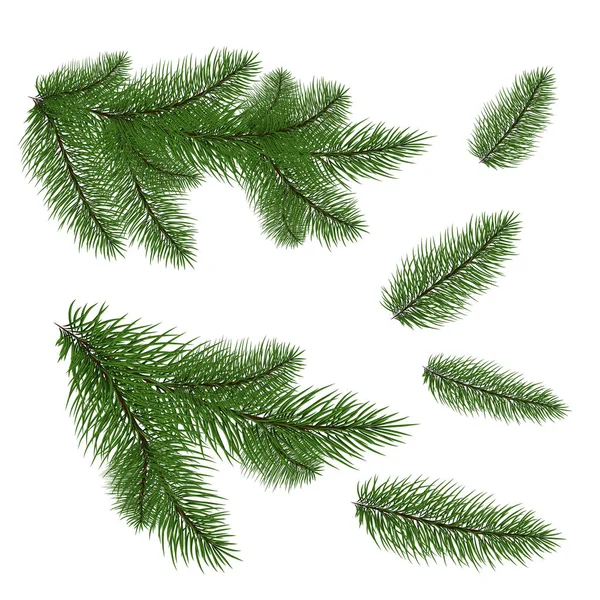 Set: fir branches. Fir tree branches for decoration. Drawing. Ve — Stock Vector