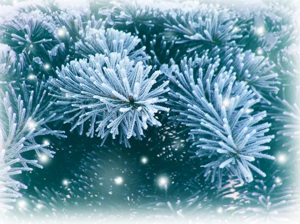 Rami di un albero di Natale nella neve. Sfondo invernale. Nat — Foto Stock