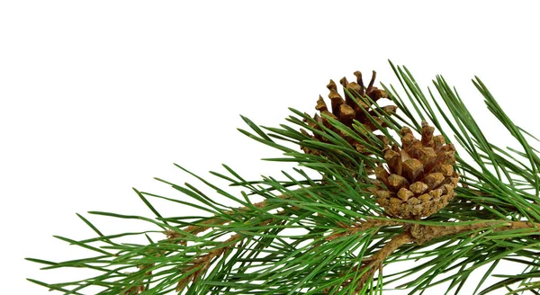 Pine branch with cones, isolated without a shadow. Close-up. Chr — Stock Photo, Image