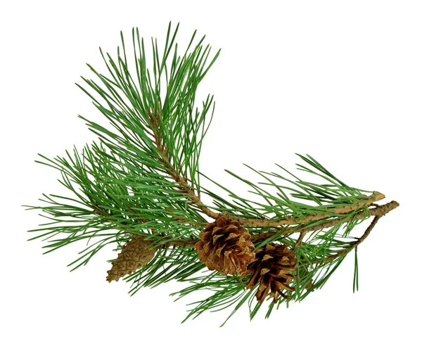 Pine branch with cones, isolated without a shadow. Close-up. Chr — Stock Photo, Image