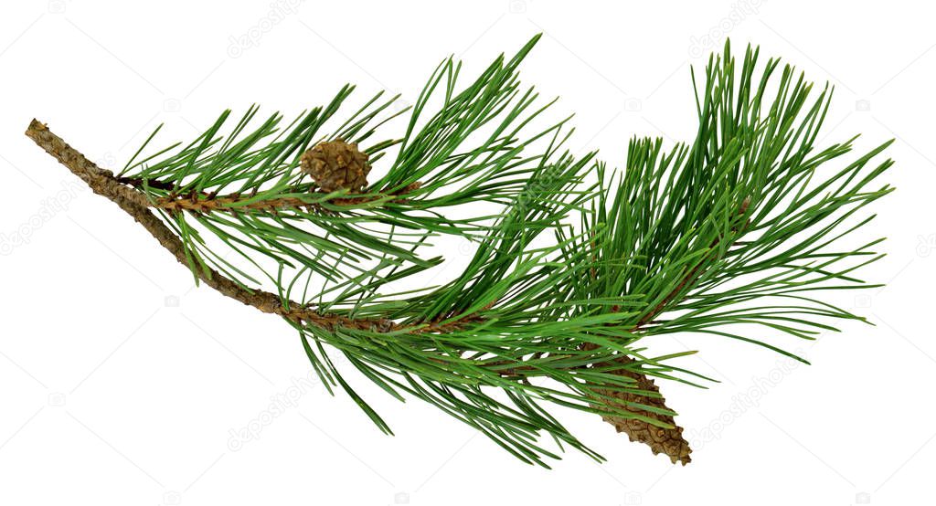 pine branch with cones, isolated without a shadow. Close-up. Chr