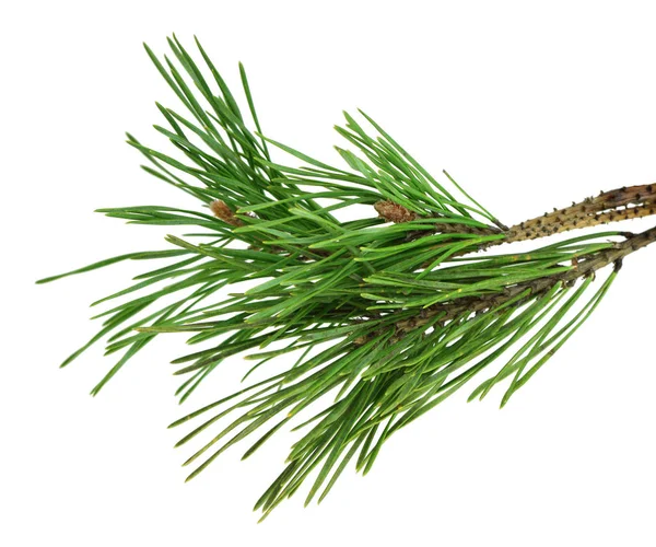 Pine branch is isolated without a shadow. Close-up. Christmas. N — Stock Photo, Image