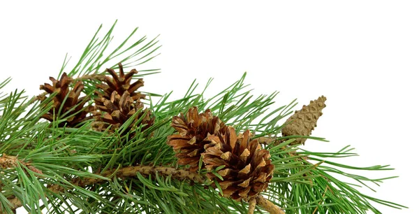 Pine gren med kottar, isolerade utan en skugga. Närbild. Chr — Stockfoto