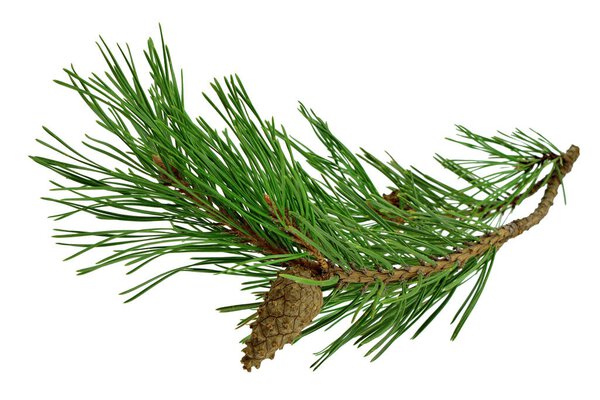 pine branch with cones, isolated without a shadow. Close-up. Chr
