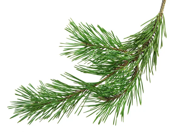 Pine branch is isolated without a shadow. Close-up. Christmas. N — Stock Photo, Image