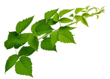 Ahududu şube. yakın çekim. bir gölge izole. Doğa. S