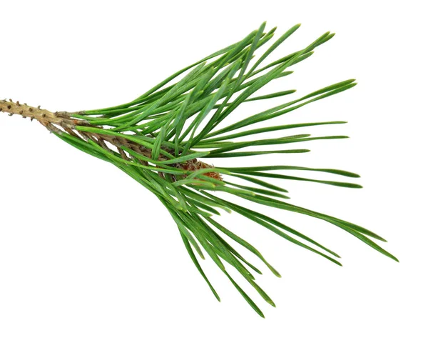 Çam dalı gölge izole edilmiştir. Yakın çekim. Noel. N