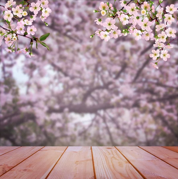 Temprano en la mañana en el huerto de cerezos. Cereza floreciente. Cereza blo — Foto de Stock