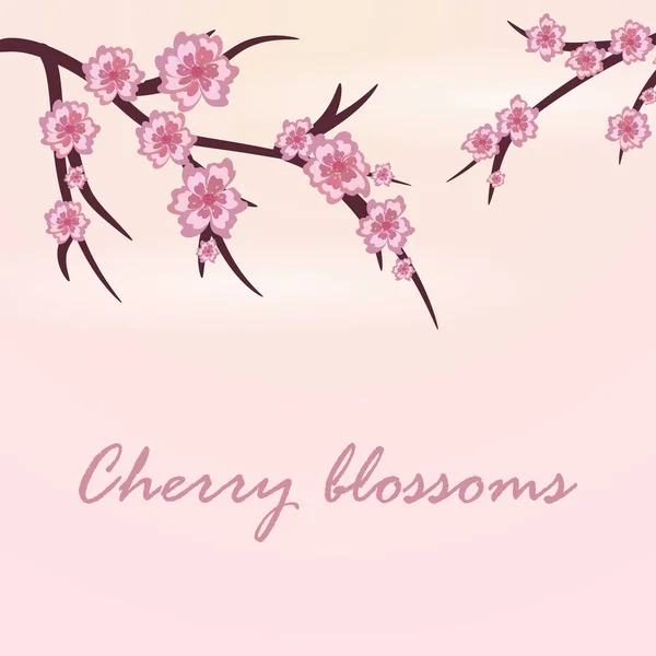 Vektor kártya virágzás cseresznye ágakat. Tavaszi. virágzás cseresznye — Stock Fotó