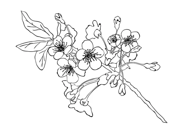 Třešňový květ skica. Třešňový květ ručně kreslené skici imitati — Stock fotografie