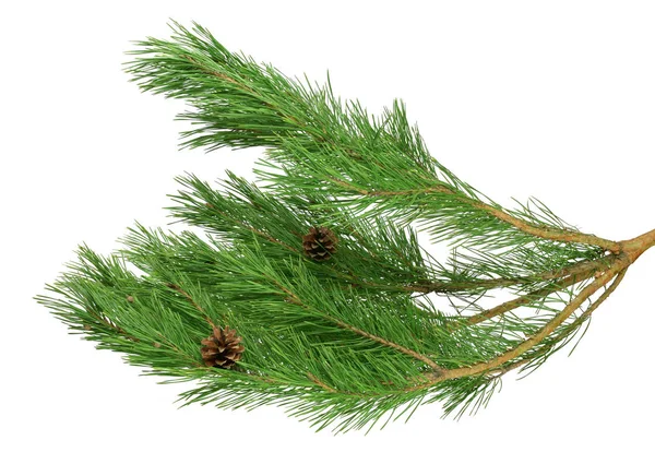 Verse pine met kegels, geïsoleerd zonder een schaduw. Natuur in deta — Stockfoto