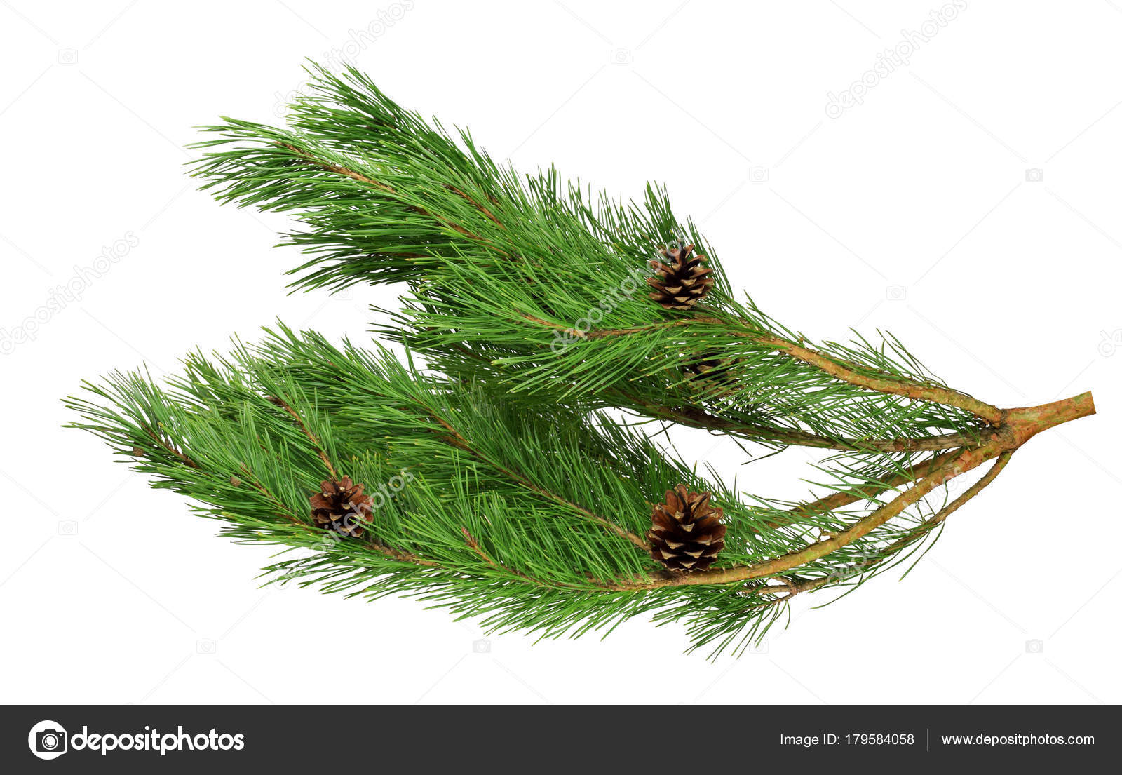 Frische Kiefer Mit Zapfen Isoliert Ohne Schatten Natur In Trummern Stockfoto C Fosonya