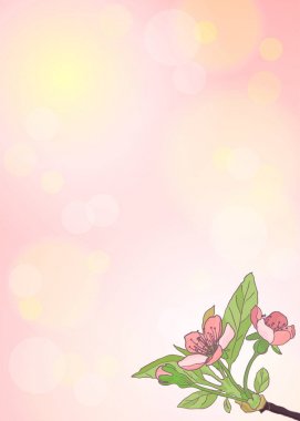 Kiraz çiçeklenme yakın çekim. Bahar arka plan. Doğa çiçek açan bac