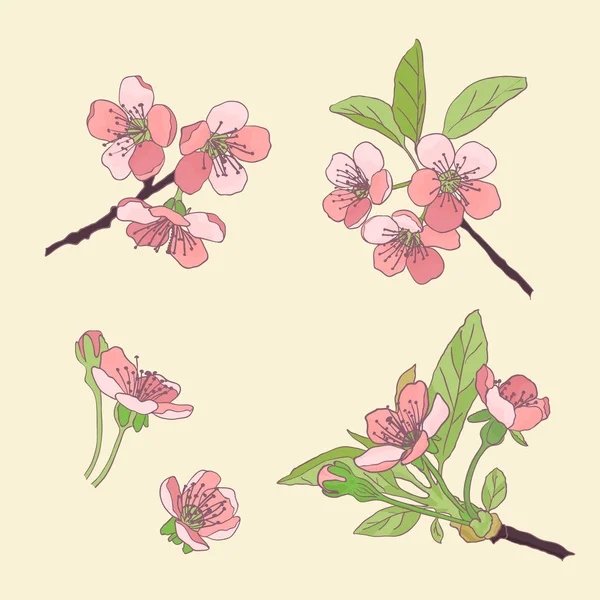 ดอกเชอร์รี่ ดอกซากุระบาน ดอกไม้ฤดูใบไม้ผลิ วาดรูป วี — ภาพเวกเตอร์สต็อก