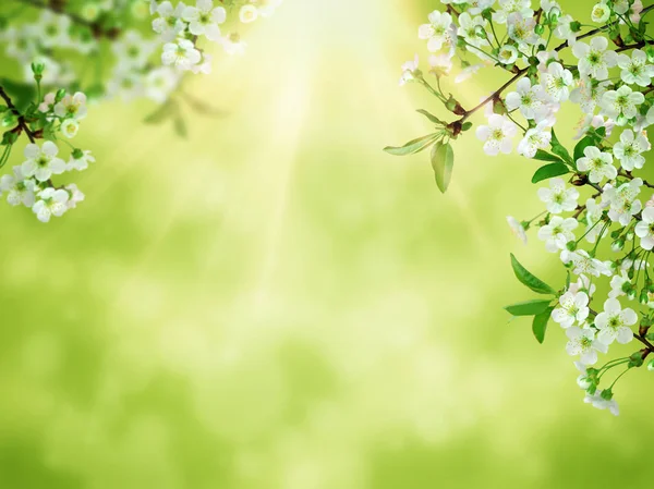 Arte de fondo de primavera flor de cerezo blanco. Hermosa naturaleza sce — Foto de Stock
