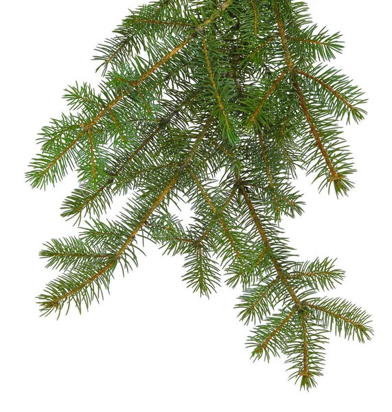 Fir tree brach geïsoleerd op wit zonder een schaduw. — Stockfoto