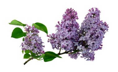 Eflatun çiçekler beyaz arka plan olmadan gölge izole. Kapat