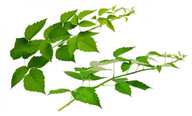 Ahududu / böğürtlen yaprakları izole beyaz arka plan witho