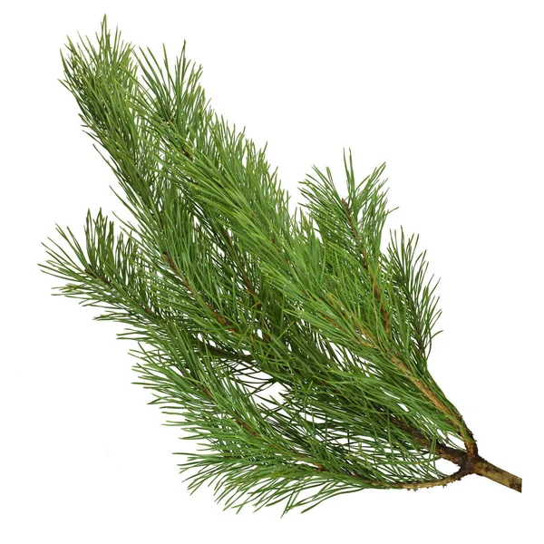 Pine branches isolated on white background without shadow. — Stock Photo, Image